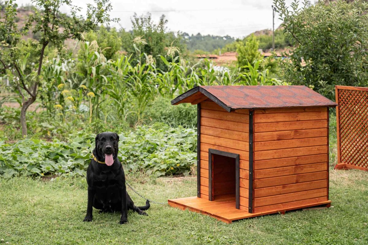 Hundehütte – Bild 2